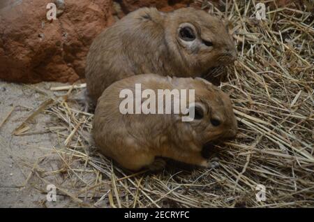 Gemeiner gundi (Ctenodactylus gundi) im Frankfurter Zoo Stockfoto