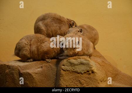 Gemeiner gundi (Ctenodactylus gundi) im Frankfurter Zoo Stockfoto