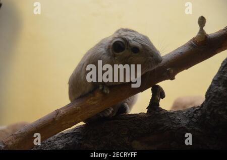 Gemeiner gundi (Ctenodactylus gundi) im Frankfurter Zoo Stockfoto
