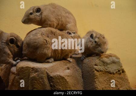 Gemeiner gundi (Ctenodactylus gundi) im Frankfurter Zoo Stockfoto