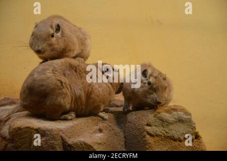 Gemeiner gundi (Ctenodactylus gundi) im Frankfurter Zoo Stockfoto