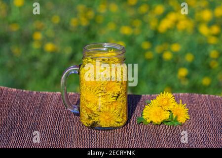 Löwenzahn gelb Blume Tee trinken in Glas Tasse auf dem Tisch im Hintergrund Natur, im Freien, Nahaufnahme. Konzept der gesunden Ernährung Stockfoto