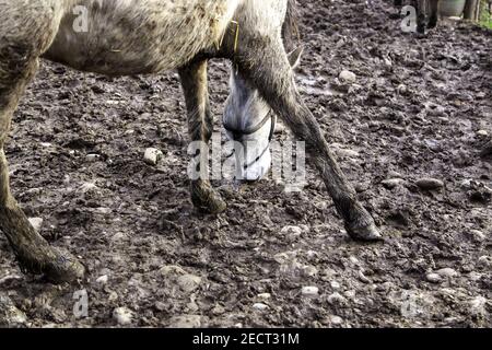 Pferde Beine Wandern im Schlamm, Haustiere, Reiten Stockfoto