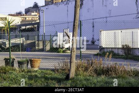 Katze klettern im Baum, wilde Tiere in Freiheit, Katzen und Säugetiere Stockfoto