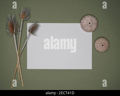 Einladungskarte Mockup auf grünem Hintergrund. Weiße Grußkarte mit Seeigel-Muscheln und getrockneten Disteln. Flach liegend, Ansicht von oben. Stockfoto