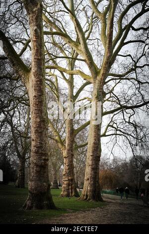 Drei Bäume in einem Londoner Park im Winter ohne Blätter Stockfoto