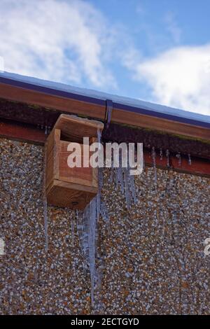 Eine kleine Nesting Box für Robins oder Wrens mit langen Eiszapfen um sie herum aus einer langsam undichten Rinne auf einem Haus in Colliston, nahe Arbroath. Stockfoto