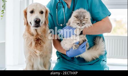 Tierarzt mit Hund und Katze in der Klinik Stockfoto