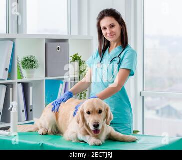 Golden Retriever Hund Untersuchung in der Tierklinik Stockfoto