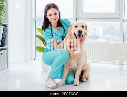 Golden Retriever Hund in der Tierklinik Stockfoto