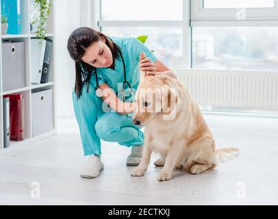 Untersuchung von goldenem Retriever Hund durch Tierarzt Stockfoto