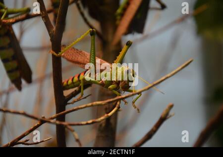 Riesengrasschrecke (Tropidacris collaris) im Frankfurter Zoo Stockfoto