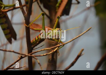 Riesengrasschrecke (Tropidacris collaris) im Frankfurter Zoo Stockfoto