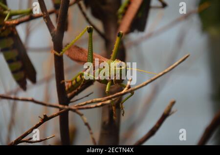 Riesengrasschrecke (Tropidacris collaris) im Frankfurter Zoo Stockfoto