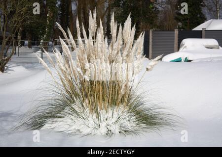 Eine Landschaft von Unkraut auf schneebedeckten Boden im Winter Stockfoto