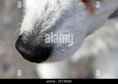 Weißer Miniatur-Pudel in Nahaufnahme. Weiches, flauschiges, lockiges Fell des freundlichen kleinen Haustierhundes. Schöne Textur. Nahaufnahme der Pudel Detail. Super niedlich! Stockfoto