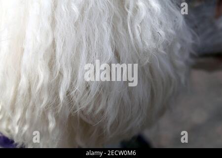 Weißer Miniatur-Pudel in Nahaufnahme. Weiches, flauschiges, lockiges Fell des freundlichen kleinen Haustierhundes. Schöne Textur. Nahaufnahme der Pudel Detail. Super niedlich! Stockfoto