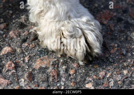 Weißer Miniatur-Pudel in Nahaufnahme. Weiches, flauschiges, lockiges Fell des freundlichen kleinen Haustierhundes. Schöne Textur. Nahaufnahme der Pudel Detail. Super niedlich! Stockfoto