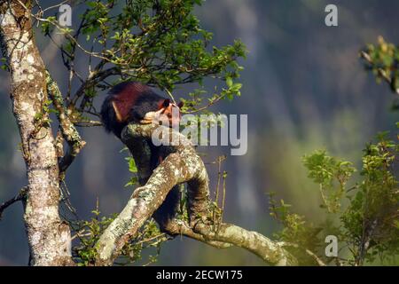 Seitenansicht des indischen Riesenhörnchens oder des malabarischen Riesenhörnchens, das auf einem Baumzweig im kerala-Wald, Munnar, ruht Stockfoto