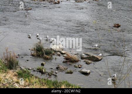 Möwen in einem Fluss in Zürich, Schweiz. Fotografiert an einem bewölkten Tag im Frühjahr 2020. Stockfoto