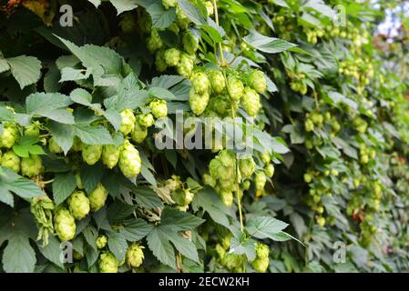 Schöne und lebendige grüne Hopfenblätter mit reifen Blüten und einer Rebe, humulus blühende Pflanzen, Familie Cannabaceae. Stockfoto