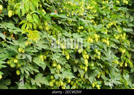 Schöne und lebendige grüne Hopfenblätter mit reifen Blüten und einer Rebe, humulus blühende Pflanzen, Familie Cannabaceae. Stockfoto