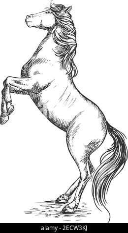 Weißes Pferd Aufzucht auf Hinterhufen Skizze Vektor Porträt. Ausgebildeter Mustang-Hengst perfomt auf seinen Rearen Stock Vektor