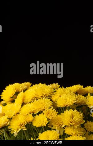 Nahaufnahme von gelben Chrysantheme-Blumen auf schwarzem Hintergrund, im Porträt, mit Kopierraum Stockfoto