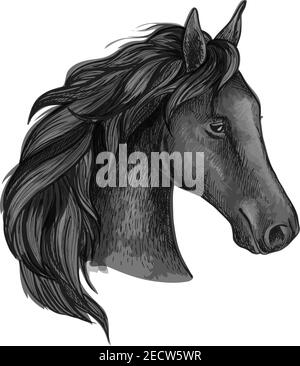 Schwarzes anmutiges Pferd Porträt. Raven Mustang mit welligen Mähne Stränge und halb gedrehtem Kopf Stock Vektor