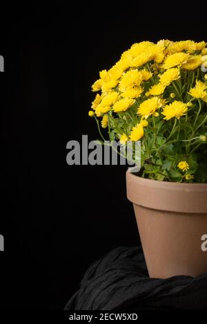 Nahaufnahme eines halben Topfes gelber Chrysantheme auf Gaze und schwarzem Hintergrund, vertikal, mit Kopierraum Stockfoto
