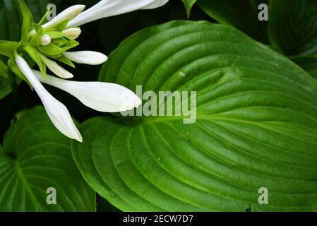 Schöne und schicke weiße Hosta Blumen mit großen exotischen Blättern und Blütenstände. Grüne mehrjährige krautige Pflanze der Familie Spargel, Hostas, Stockfoto