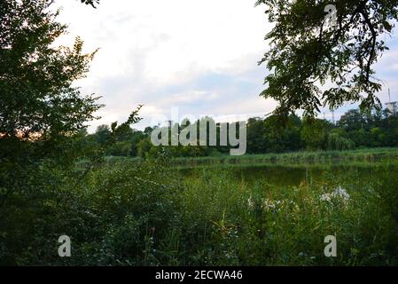 Schöne Natur, Laubwald, Waldgürtel mit Bäumen, verschiedenen Pflanzen, Wildgras und Unkraut am Abend. Stockfoto