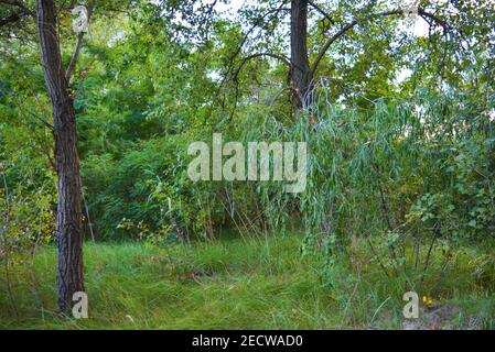 Schöne Natur, Laubwald, Waldgürtel mit Bäumen, verschiedenen Pflanzen, Wildgras und Unkraut am Abend. Stockfoto