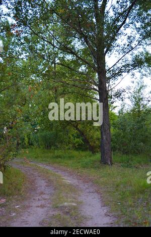 Schöne Natur, Laubwald, Waldgürtel mit Bäumen, verschiedenen Pflanzen, Wildgras und Unkraut am Abend. Stockfoto