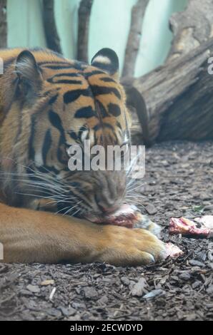 Sibirischer Tiger (Panthera tigris altaica) im Frankfurter Zoo Stockfoto