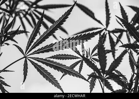 Schwarze Silhouette von Cannabis auf weißem Hintergrund. Nahaufnahme Stockfoto