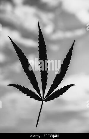 Schwarze Silhouette von Cannabis auf weißem Hintergrund. Nahaufnahme Stockfoto