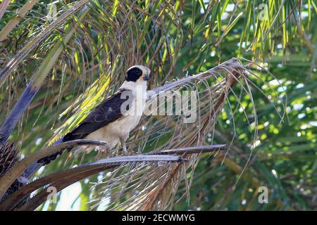 Lachende Falke (Herpetotheres cachinnans) auf einem Kokosnussbaum. Stockfoto