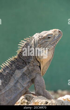 Kubanischer Leguan, Cyclura nubila, Porträt eines einzelnen Erwachsenen, (gefangen), Kuba Stockfoto