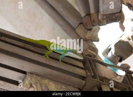 Allinson's oder Blue-headed Anole, Anolis allisoni, alleinerwachsendes Männchen, das auf dem Dach ruht, Kuba Stockfoto