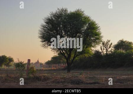 babul Baum in der Gartenfarm, indien-asien Stockfoto