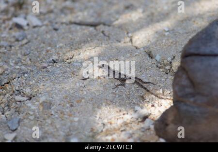 Cuban Brown Anole, Anolis sagrei, auf dem Boden ruhend, Kuba Stockfoto