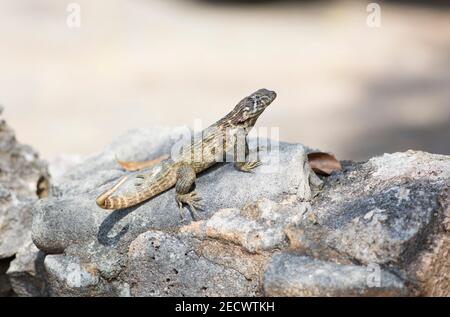 Cuban Brown Curly-tailed Lizard, Leiocephalus cubensis, Single adult ruht auf Felsen, Zapata, Kuba Stockfoto