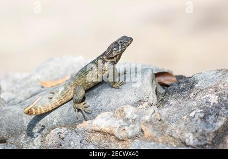 Cuban Brown Curly-tailed Lizard, Leiocephalus cubensis, Single adult ruht auf Felsen, Zapata, Kuba Stockfoto