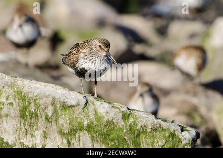 Single Dunlin auf felsigen Ufer. Stockfoto