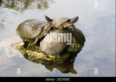 Kubanische Schleierschildkröten, Trachemys decussata, auf Felsen ruhend, La Boca Crocodile Farm, Zapata, Matanzas, Kuba (gefangen) Stockfoto