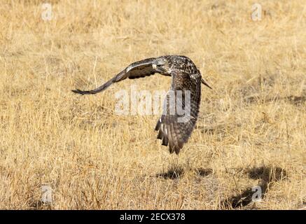 Schöner rauer Falke im Flug Stockfoto