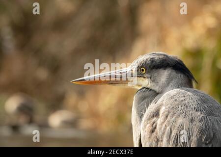 Ein Graureiher (Ardea cinerea) auf Hampstead Heath, London, Großbritannien. Graureiher sind langbeinige Watvögel. Stockfoto