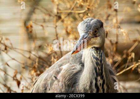 Ein Graureiher (Ardea cinerea) auf Hampstead Heath, London, Großbritannien. Graureiher sind langbeinige Watvögel. Stockfoto