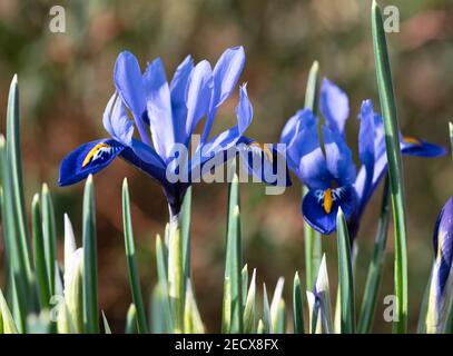 Iris Reticulata 'Harmony' Stockfoto